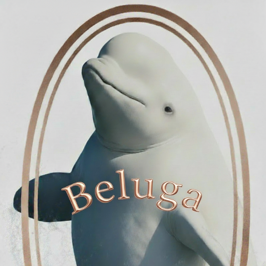 beluga whale breaching out of the water
